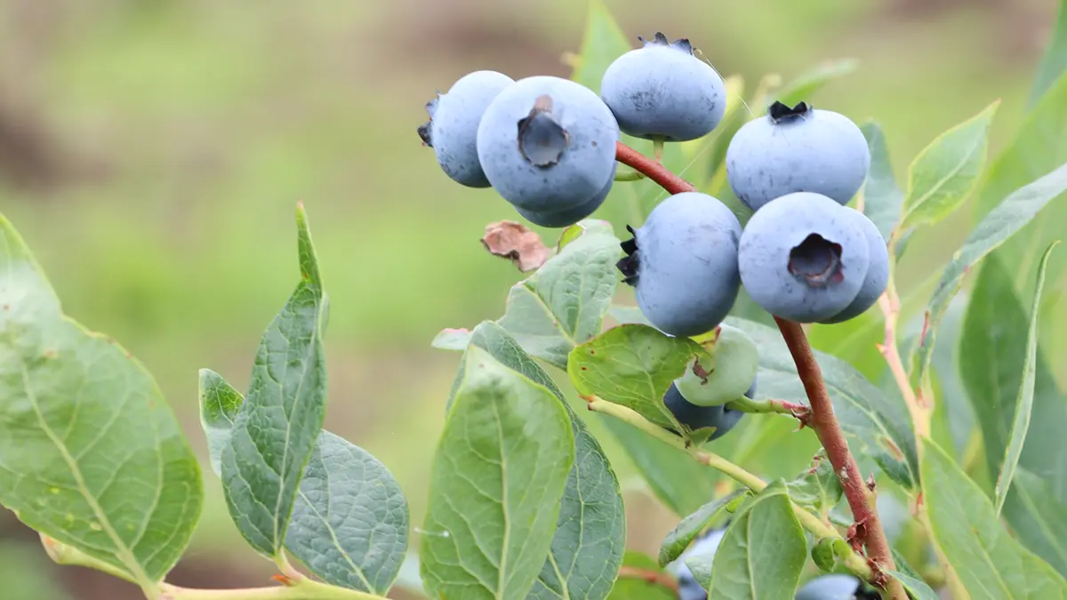 ブルーベリーの果実