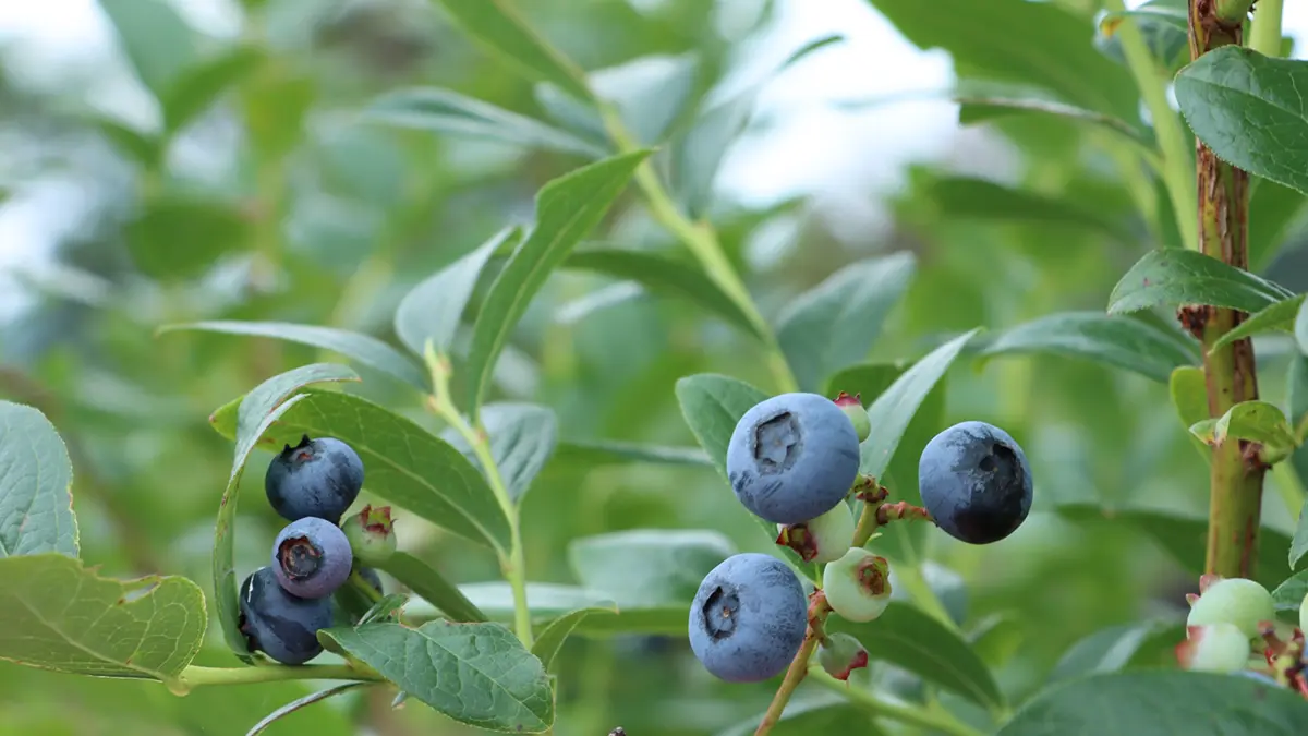 ブルーベリーの果実