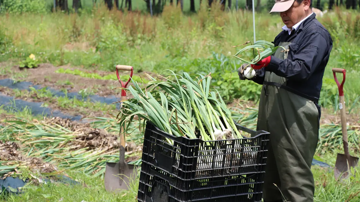 コンテナに入ったにんにく