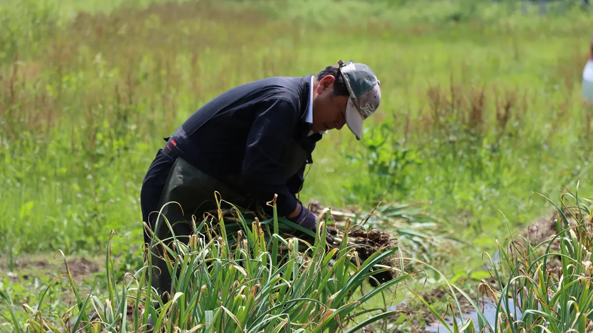 にんにくを収穫する人