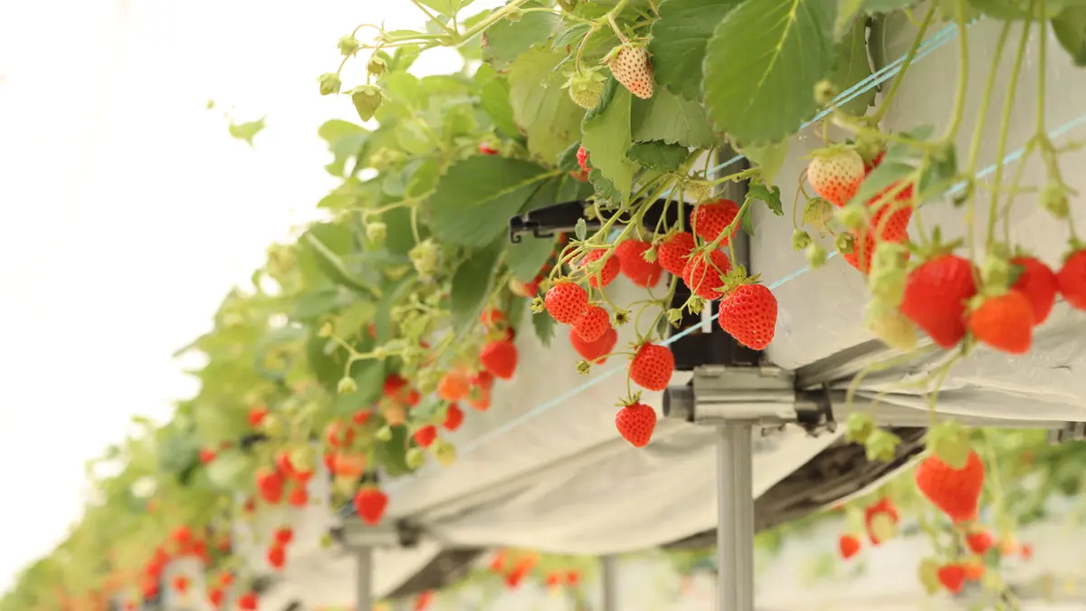 いちご栽培