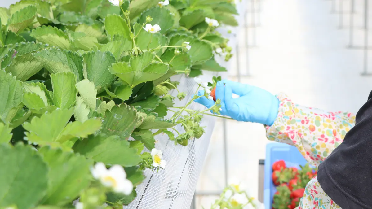 いちごの状態を確認をする手