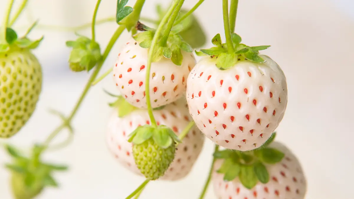 白いイチゴ