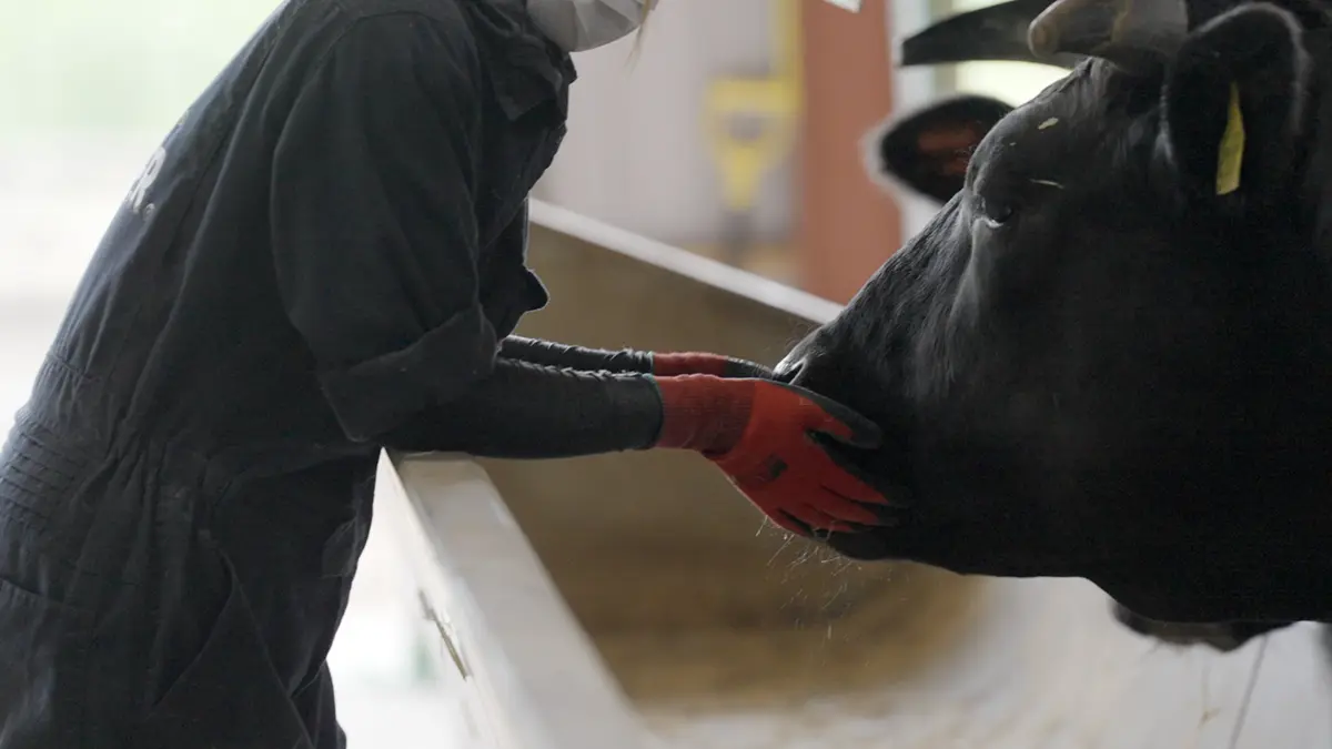 牛の顔を触るスタッフ
